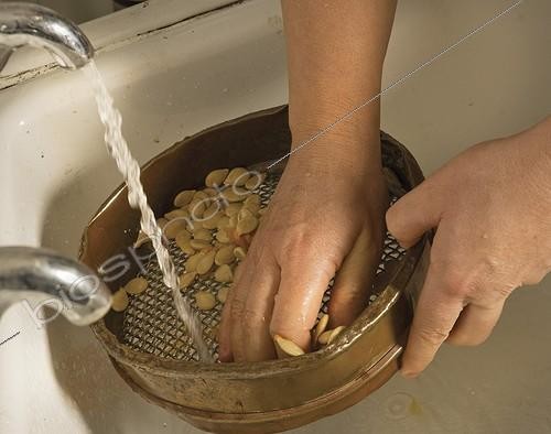 Biosphoto | 968570 | Curcubita maxima 'Queensland blue' | &copy; Carol Sharp / Flowerphotos / Biosphoto