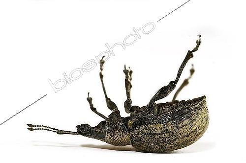 Biosphoto | 1456841 | Curculio nucum | &copy; Alfred Schauhuber / imageBROKER / Biosphoto