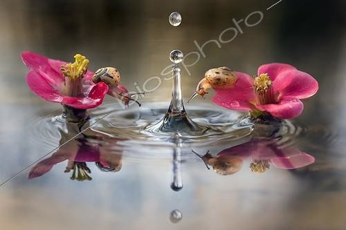 Biosphoto | 2057242 | Curious snails - two snails watching a falling waterdrop | &copy; Alberto Ghizzi Panizza / Biosphoto