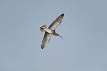 Biosphoto | 1610123 | Curlew (Numenius arquata) in flight, Texel, Netherlands, Europe | &copy; Marcus Siebert / imageBROKER / Biosphoto