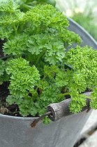 Biosphoto | 1967702 | Curly parsley pot tin - France  | &copy; Catherine Fruhinsholz / Biosphoto