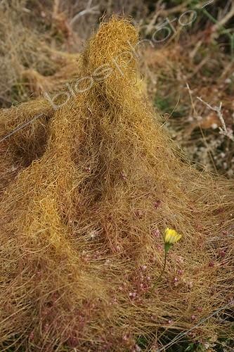 Biosphoto | 581396 | Cuscute sur la lande du Cap Fréhel France | &copy; André Pascal / Biosphoto