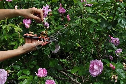 Biosphoto | 1935428 | Cut of fading rose-tree flowers in a garden ; The cut of the faded flowers allow to prolong the flowering. | &copy; Serge Lapouge / Biosphoto