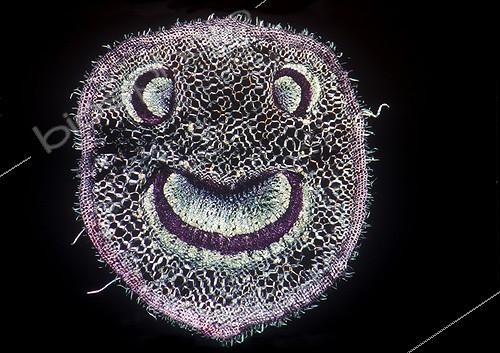 Biosphoto | 243807 | Cut petiole of Raspberry cane France | &copy; Christian Gautier / Biosphoto