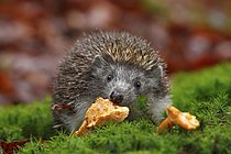 Biosphoto | 2609119 | Cute European Hedgehog, Erinaceus europaeus, eating orange mushroom in the green moss | &copy; Ondrej Prosicky NATU / imageBROKER / Biosphoto