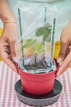 Biosphoto | 2440504 | Cutting of an indoor shrub (Dombeya sp). | &copy; Jean-Michel Groult / Biosphoto