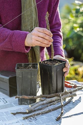 Biosphoto | 2493791 | Cutting of the fig tree at the end of winter, by cuttings of dormant ends, with dry wood. | &copy; Jean-Michel Groult / Biosphoto