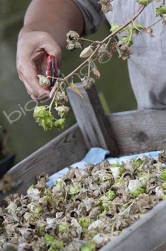 Biosphoto | 2161223 | Cutting seed heads for keeping seeds | &copy; Visions Pictures / Biosphoto
