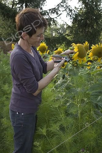 Biosphoto | 503448 | Cutting Sunflowers when fading  in august | &copy; NouN / Biosphoto