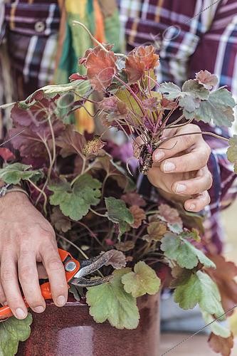 Biosphoto | 2458828 | Cutting the heuchera in steps. 1: Cutting stems on the periphery of the clump. | &copy; Jean-Michel Groult / Biosphoto
