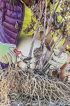 Biosphoto | 2460143 | Cutting the stems of a dahlia stump before wintering in the cellar. | &copy; Jean-Michel Groult / Biosphoto