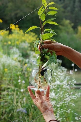 Biosphoto | 1887544 | Cuttings in water in a garden | &copy; Serge Lapouge / Biosphoto