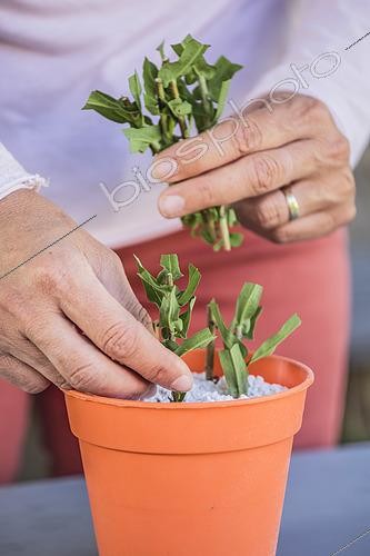 Biosphoto | 2445159 | Cuttings of an Aster (Symphyotrichum sp) step by step. 4: placement of cuttings. | &copy; Jean-Michel Groult / Biosphoto