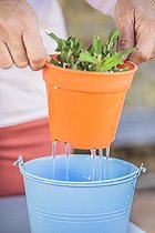 Biosphoto | 2445160 | Cuttings of an Aster (Symphyotrichum sp) step by step. 5: soaking the cuttings. | &copy; Jean-Michel Groult / Biosphoto