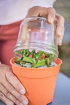 Biosphoto | 2445161 | Cuttings of an Aster (Symphyotrichum sp) step by step. 6: putting the cuttings under cover (stifled). | &copy; Jean-Michel Groult / Biosphoto