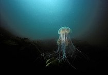 Biosphoto | 36851 | Cyanée New England USA | &copy; Jeffrey Rotman / Biosphoto