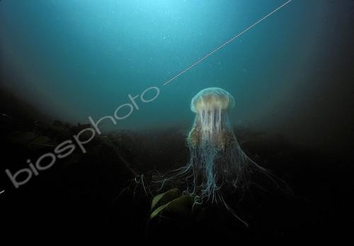 Biosphoto | 36851 | Cyanée New England USA | &copy; Jeffrey Rotman / Biosphoto