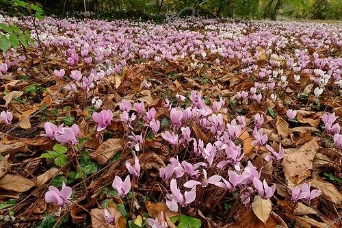 Biosphoto | 240170 | Cyclamen de Naples à l'Arboretum des Barres en octobre | &copy; Hervé Lenain / Biosphoto