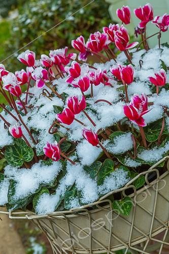 Biosphoto | 2017229 | Cyclamen in bloom under snow in a garden | &copy; Philippe Giraud / Biosphoto