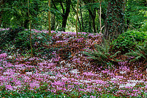 Biosphoto | 2608967 | Cyclamen sauvage, ou Cyclamen de Naples (Cyclamen hederifolium ou Cyclamen neapolitanum), dans un sous bois en Bretagne, France | &copy; Sylvain Cordier / Biosphoto