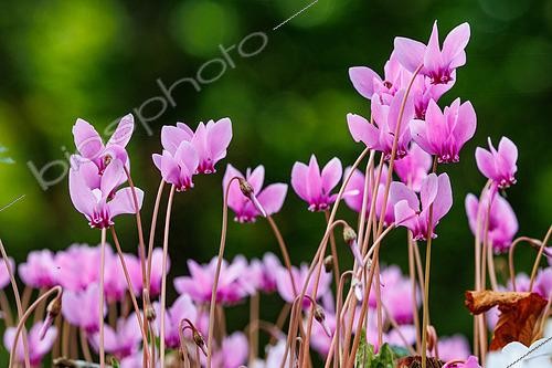 Biosphoto | 2608970 | Cyclamen sauvage, ou Cyclamen de Naples (Cyclamen hederifolium ou Cyclamen neapolitanum), dans un sous bois en Bretagne, France | &copy; Sylvain Cordier / Biosphoto