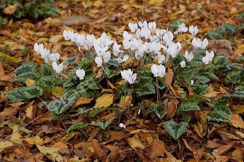 Biosphoto | 1324691 | Cyclamens 'Albiflorum' in bloom in a garden | &copy; NouN / Biosphoto
