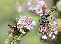 Biosphoto | 2051216 | Cyclindromies (Cylindromyia pusilla) et (Cylindromyia bicolor) sur menthe, 2015 09 09, Parc naturel régional des Vosges du Nord, classé Réserve mondiale de Biosphère par l'UNESCO, France | &copy; Michel Rauch / Biosphoto