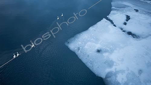 Biosphoto | 2576968 | Cygne chanteur (Cygnus cygnus) dans un lac partiellement gelé, région de Bergen, Norvège | &copy; Michael Adam / Biosphoto