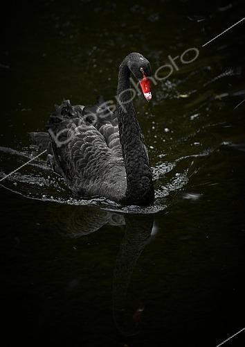 Biosphoto | 2429341 | Cygne noir (Cygnus atratus) sur l'eau, Espagne | &copy; Michael Weber / imageBROKER / Biosphoto