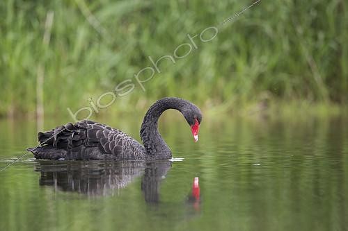 Biosphoto | 2101599 | Cygne noir (Cygnus atratus) sur l'eau et son reflet, France | &copy; Olivier Gutfreund / Biosphoto