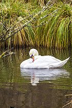 Biosphoto | 2496753 | Cygne tuberculé (Cygnus olor) dans une tourbière en hiver, Mouterhouse, Moselle, France | &copy; Yann Avril / Biosphoto