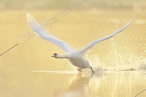 Biosphoto | 2555091 | Cygne tuberculé (Cygnus olor), décollant de l'eau dans la lumière du matin, lac de Zoug, Suisse | &copy; Stefan Huwiler / imageBROKER / Biosphoto