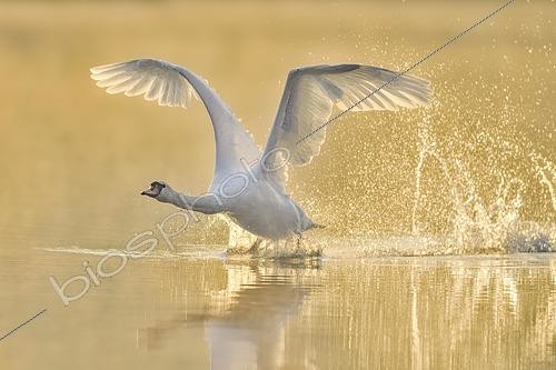Biosphoto | 2555089 | Cygne tuberculé (Cygnus olor), s'envolant de l'eau dans la lumière du matin, lac de Zoug, Suisse | &copy; Stefan Huwiler / imageBROKER / Biosphoto