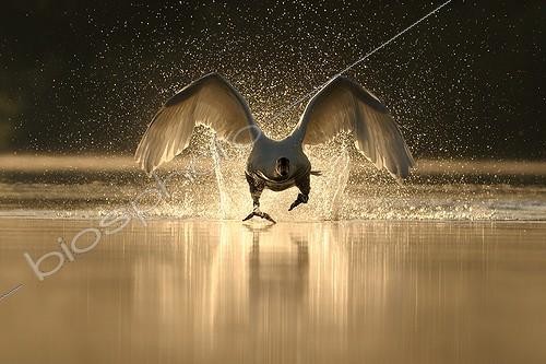 Biosphoto | 1502014 | Cygne tuberculé s'envolant Lac de Bambois Belgique | &copy; Jean-Pierre Frippiat / Biosphoto