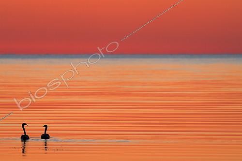 Biosphoto | 2078597 | Cygnes chanteurs (Cygnus cygnus) en fin de nuit sur la mer Baltique, Suède | &copy; Philippe Moës / Biosphoto