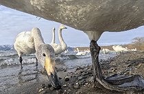 Biosphoto | 2601861 | Cygnes chanteurs (Cygnus cygnus) se nourrissant au bord de l'eau, Hokkaido, Japon | &copy; Frédéric Desmette / Biosphoto