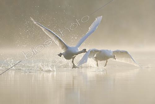 Biosphoto | 2414603 | Cygnes tuberculés (Cygnus olor) décollant d'un plan d'eau sous la brume, Saxe, Allemagne | &copy; Thomas Harbig / BIA / Biosphoto