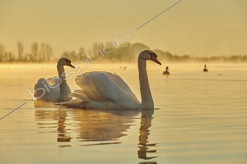 Biosphoto | 2609694 | Cygnes tuberculés (Cygnus olor) nageant sur le Danube au lever du soleil, Bavière, Allemagne. | &copy; David & Micha Sheldon / imageBROKER / Biosphoto