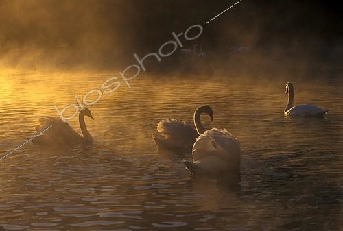 Biosphoto | 4539 | Cygnes tuberculés dans la brume matinale France | &copy; Sylvain Cordier / Biosphoto