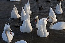 Biosphoto | 1250907 | Cygnes tuberculés se nourrissant dans l'eau Slimbridge RU | &copy; Michel Gunther / Biosphoto