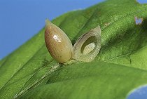 Biosphoto | 512526 | Cynips - Gall | &copy; Pascal Goetgheluck / Biosphoto