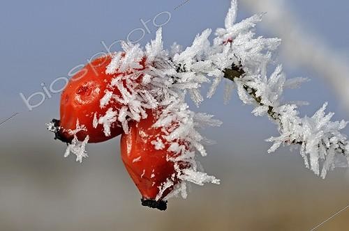 Biosphoto | 520695 | Cynorhodon of berries produced by Sweetbriard in winter | &copy; Dominique Delfino / Biosphoto