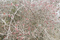 Biosphoto | 2095999 | Cynorhodons givrés fruits de l'églantier (Rosa arvensis), Parc naturel régional des Vosges du Nord, France | &copy; Michel Rauch / Biosphoto