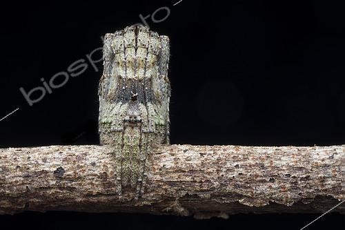 Biosphoto | 2435318 | Cyphalonotus sp. ; Twig-legged orb-weaver spider ; Twig-legged orb-weaver spider demonstrating its camouflage abilities ; Singapore | &copy; Melvyn Yeo / Biosphoto
