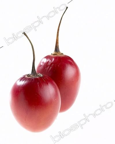 Biosphoto | 1090765 | Cyphomandra betacea | &copy; Visions Botanical / Visions Pictures / Biosphoto