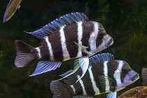 Biosphoto | 2580658 | Cyphos à tête noire (Cyphotilapia gibberosa) en aquarium, espèce originaire du lac Tanganyika | &copy; Marie Aymerez / Biosphoto