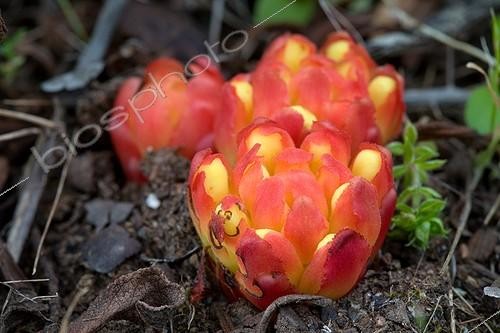 Biosphoto | 546267 | Cytinet rouge en Sardaigne | &copy; Jean-Baptiste Strobel / Biosphoto