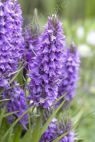 Biosphoto | 1763741 | Dactylorhiza foliosa | &copy; Visions Botanical / Visions Pictures / Biosphoto