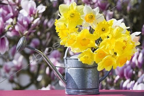 Biosphoto | 752353 | Daffodils in a sprinkling can and Magnolia in flower | &copy; Frédérique Bidault / Biosphoto