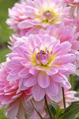 Biosphoto | 2493636 | Dahlia à fleur de camélia 'Londres', Dahlia 'Londres' | &copy; Frédéric Tournay / Biosphoto